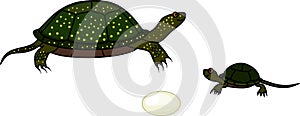 Stages of development of European pond turtle Emys orbicularis